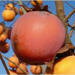 DIOSPYROS KAKI VAINIGLIA CLT. 12 HALF STANDARD datolyaszilva