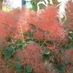 COTINUS COGGYGRIA RED SPIRIT (R) CLT. 10 Cserszömörce