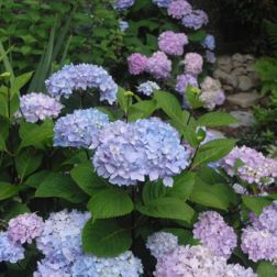 HYDRANGEA MACROPHYLLA BLUE ENCHANTRESS (R) CLT. 10 Hortenzia