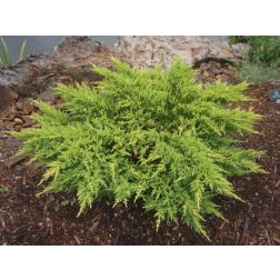 Juniperus med."Pfitz.Aurea" CLT30 terülő boróka