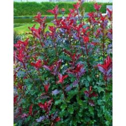 PHOTINIA X FRASERI MAGICAL VOLCANO (R) CLT. 3 korallberkenye