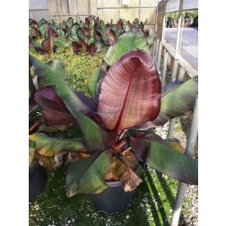 MUSA ENSETE MAURELLII CLT. 12 125/150 v&ouml;r&ouml;s abesszin ban&aacute;n