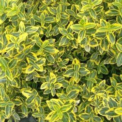 EUONYMUS JAP. ELEGANT. AUREUS CLT. 15 BALL Japán kecskerágó