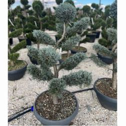 CUPRESSUS ARIZ. FASTIGIATA CLT. 55 BONSAI Arizonai ciprus