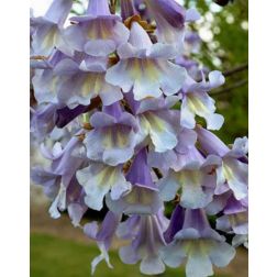 PAULOWNIA FORTUNEI FAST BLUE (R) CLT. 18 8/10 STANDARD császárfa (csak áruházi átvétellel)