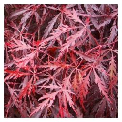 ACER (ROSSI) PALM. DISS. TAMUKEYAMA  CLT. 10  Japán juhar
