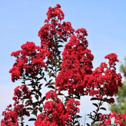 LAGERSTROEMIA INDICA DOUBLE DYNAMITE (R) CLT. 15 HALF STANDARD kínai selyemmirtusz