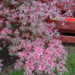 ACER PALMATUM BUTTERFLY CLT. 18 japán juhar