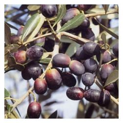 OLEA EUROPAEA LECCIO DEL CORNO  CLT. 10 HALF STANDARD  Olajfa