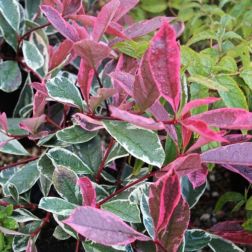Photinia fr."Pink Marble" CLT25 korallberkenye
