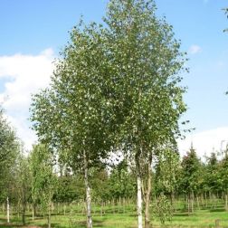 BETULA UTILIS DOOR.(JACQUEMONTII) CLT. 18 FEATHERED Himalájai nyír