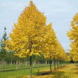 TILIA CORDATA GREENSPIRE CLT. 55 12/14 STANDARD Kislevelű hárs