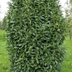 PRUNUS LAUROCERASUS GENOLIA (R) CLT. 10 Babérmeggy