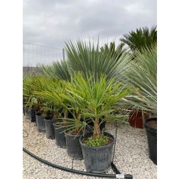 CHAMAEROPS (TRACHYCARPUS)FORTUNEI CLT. 150 TR.180/200 Kenderpálma