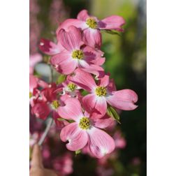 CORNUS FLORIDA CHEROKEE CHIEF CLT. 5 virágos som