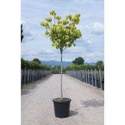 CORNUS FLORIDA RAINBOW CLT. 5 virágos som