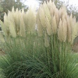 Cortaderia sell. "Pumila" LV11 pampafű