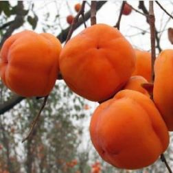 DIOSPYROS KAKI SHARON CLT. 18 HALF STANDARD Datolyaszilva