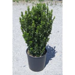 EUONYMUS JAPONICUS BENKOMASAKI ERECTA LV 9 MINI STANDARD japán kecskerágó