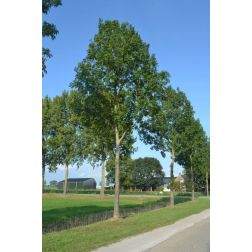 Fraxinus exc. "Atlas" CLT18 6/8 magas kőris