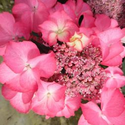 HYDRANGEA MACROPHYLLA TIFFANY (R) CLT. 10 Kerti hortenzia