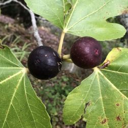 FICUS CARICA RONDE DE BORDEAUX CLT. 15 HALF STANDARD füge