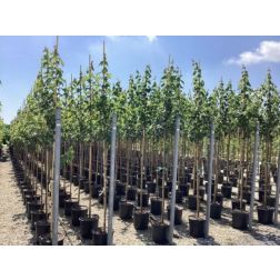 ACER RUBRUM OCTOBER GLORY CLT. 18 6/8 STANDARD vöröslevelű japán juhar