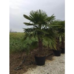 Chamaerops ex. CLT90 TR140/160 kínai kenderpálma