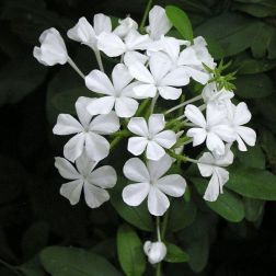 PLUMBAGO IN VARIETA" CLT. 3 Ólomvirág