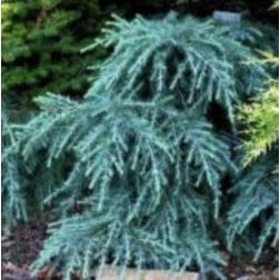 Cedrus de."Feelin Blue" CLT30 himalájai cédrus