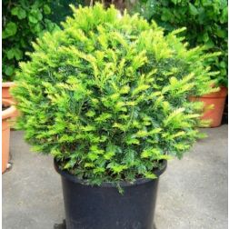 Taxus baccata CLT35 GÖMB közönséges tiszafa