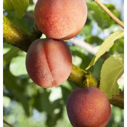 Prunus arm."Ungarische Beste" CLT15 kajszibarack