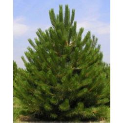 Pinus nigra "Austriaca" CLT230 feketefenyő