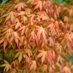 ACER PALMATUM KATSURA  CLT. 12 FEATHERED  Japán juhar