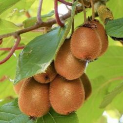 ACTINIDIA CHINENSIS SOLO (R) LV 6 CONE Solo kínaikivi (hím)