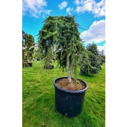 Cedrus libani "Pendula" CLT55 libanoni cédrus