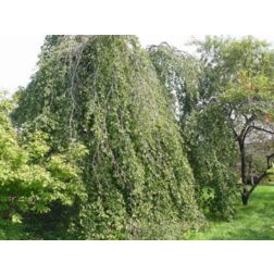 FAGUS SYLVATICA PENDULA CLT. 30 175/200 FEATHERED Európai bükk