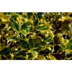 ILEX AQUIFOLIUM M.ME BRIOT CLT. 15 HALF STANDARD Tarkalevelű magyal