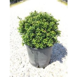 ILEX CRENATA LUXUS GLOBE (R) CLT. 18 HALF STANDARD magyal