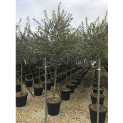 OLEA EUROPEA ARBEQUINA CLT. 10 HALF STANDARD olajfa