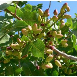 PISTACIA VERA CLT. 18 Pisztácia