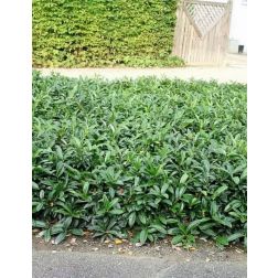 Prunus la."Mount Vernon" CLT10