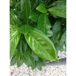 PRUNUS LAUROCERASUS NOVITA (R) CLT. 35 60/70 BALL babérmeggy