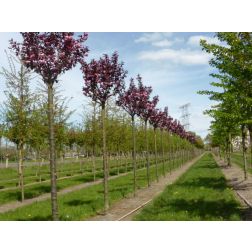 Prunus ser."Royal Burg. CLT15 6/8 japáncseresznye