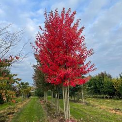 ACER FREEMANII AUTUMN BLAZE (R) CLT. 18 6/8 STANDARD Tűzjuhar