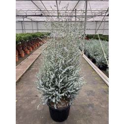 EUCALYPTUS GUNNII AZURA (R) CLT. 10 eukaliptusz
