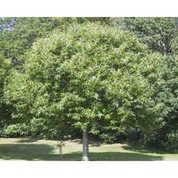 Castanea sativa"Bouchle de Betizac" szelídgesztenye