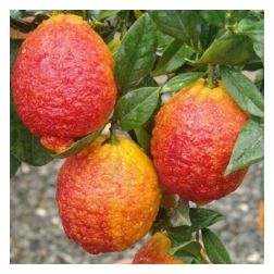 CITRUS LIMONIMEDICA PIGMENTATA  LV 12  Citrom