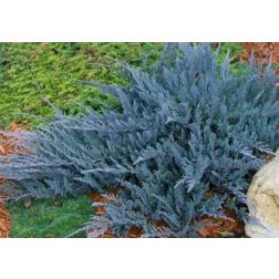 JUNIPERUS HORIZ. BLUE CHIP LV 14 BONSAI Henye boróka
