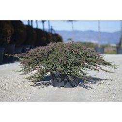 JUNIPERUS HORIZ. PRINCE OF WALES LV 14 BONSAI henyeboróka